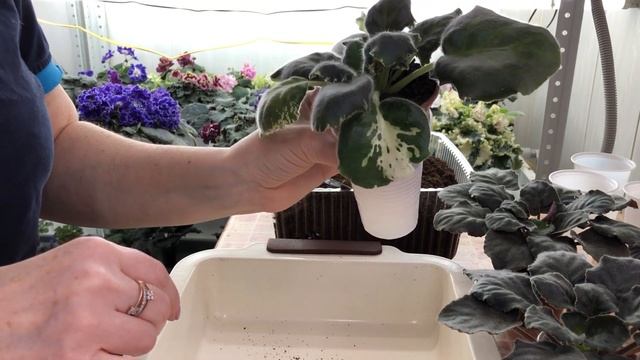 Пересадка и омоложение фиалок. Часть 4 смотреть онлайн