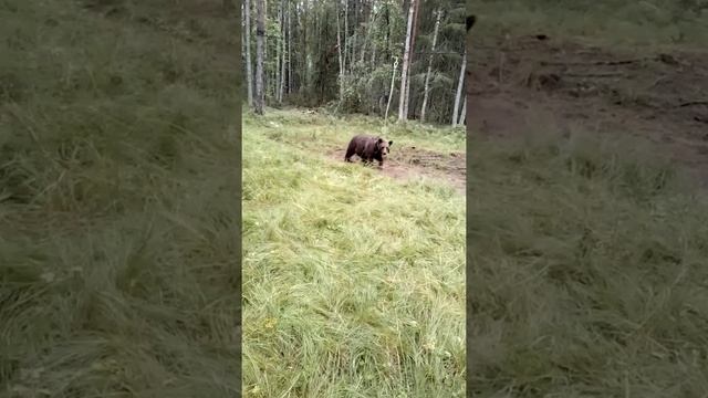 Тренировка лаек перед Открытием охот сезона смотреть онлайн