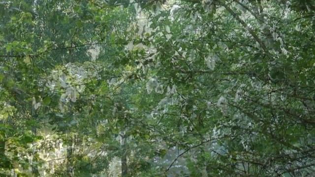 Клара Шахова - Тополиные метели. Читает Владислав Витковский смотреть онлайн