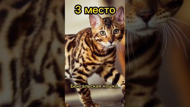 Топ 5 умных пород кошек ? смотреть онлайн