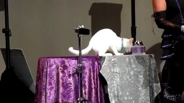 Acro-Cats - More Cowbell - Gulfport, FL смотреть онлайн