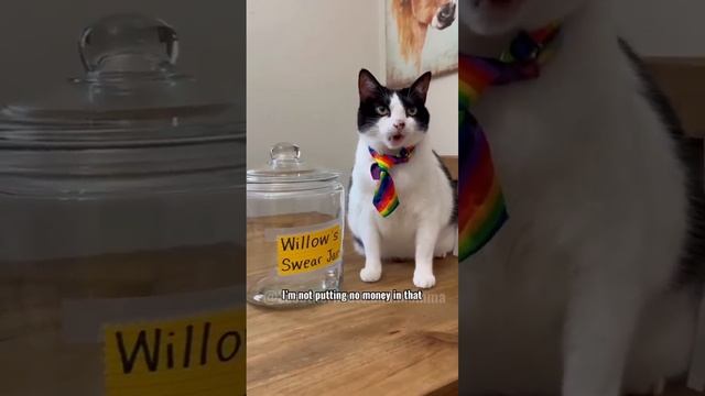 Kitty Soap Opera: Chapter 74... The Sass Mouth, Alcoholic, Catnip Dealer, and Pentecostal Kitties. смотреть онлайн