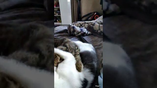 Как правильно помыть кошку. How to properly wash a cat. смотреть онлайн