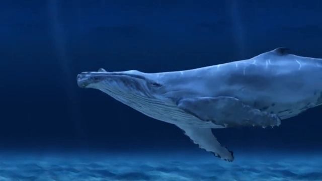 Meditation music with whale sounds for relaxation and deep sleep смотреть онлайн
