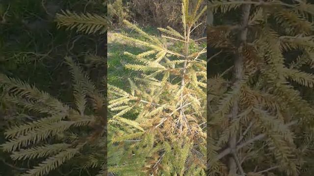 Удобрение ЯРОС и реанимация хвойных(Ель) 8 апреля 2020 г. смотреть онлайн