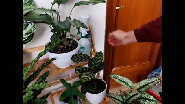 CALATHEA MAKOYANA-COMO CUIDAR смотреть онлайн