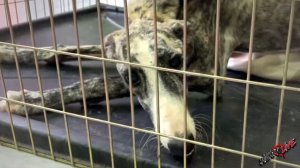 Собака пыталась встать на лапы и не понимала, почему у нее это не получается.