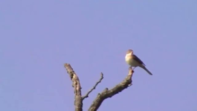 Common Whitethroat Singing - Panasonic SDR-S26 смотреть онлайн