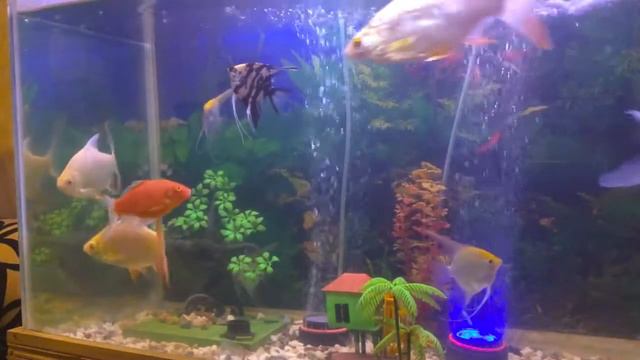 Beautiful color fish || Red fish || Angel fish || Gold fish || Alien fish смотреть онлайн