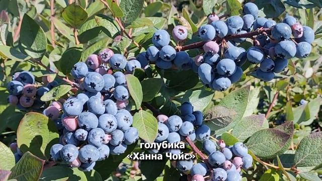 Зимостойкая голубика Ханна Чойс смотреть онлайн