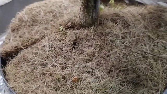 Ёлочка Нимец.Посылка из питомника Хвойная коллекция. смотреть онлайн