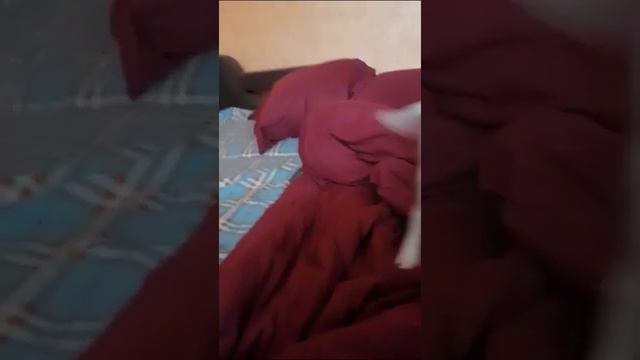 ЧИХУАХУА-КНОПА смотреть онлайн