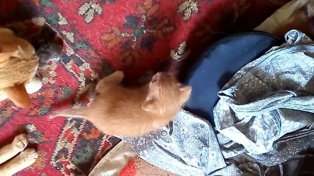 КОТЕЙКА РЫЖУЛЬКИН РАСТЁТ \ КОШКА ПРИНОСИТ МИШКУ ДЛЯ КОТЕЙКИ смотреть онлайн