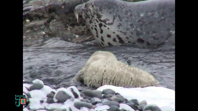 Белёк в воде с мамой смотреть онлайн
