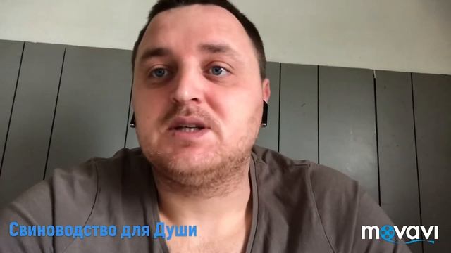 Домашние поросята! Одним почти 6 месяцев,и двум малышам сегодня 3 месяца! стрим в 20:00 по Киеву смотреть онлайн