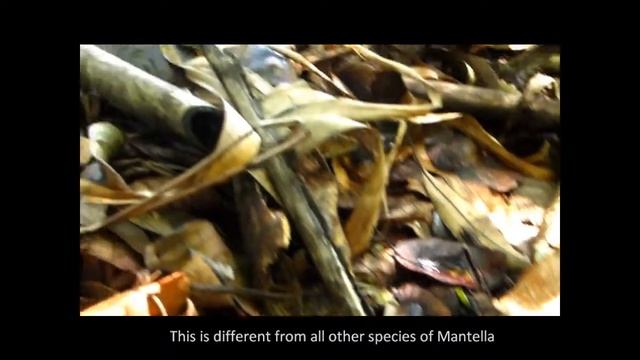 Mantella laevigata wild at Nosy Mangabe, Madagascar смотреть онлайн