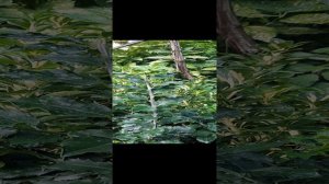 Фотиния Лох Бересклет