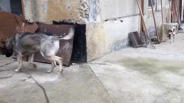 Молодой кобелёк, метис бельгийской овчарки смотреть онлайн