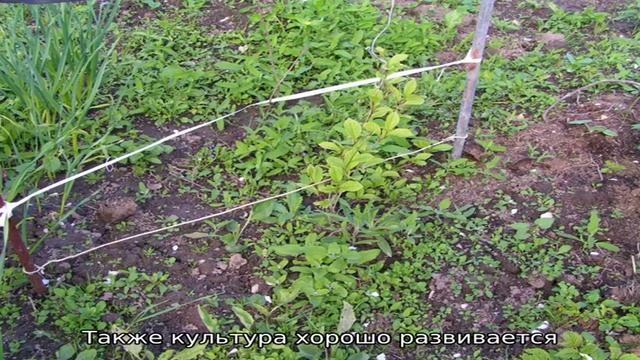 Записи с тегом 'лимонник' смотреть онлайн