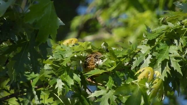 Oriole Chicks Leave the Nest смотреть онлайн