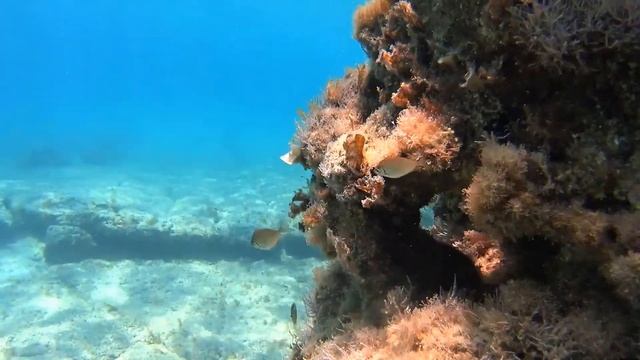 Landa Beach snorkeling 2018 August смотреть онлайн