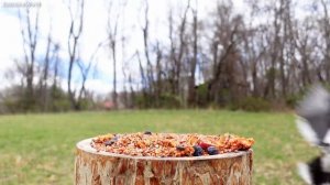 пение птиц в лесу слушать онлайн бесплатно для сна и детей кормление птиц для релакса и сна