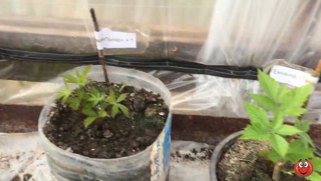 Начинаю развивать ягодное направление! смотреть онлайн