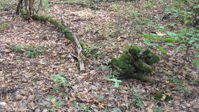 Октябрьская ошибка природы. Краснодарский край. смотреть онлайн