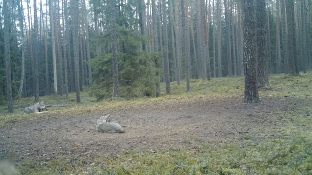 Vilkai (Canis lupus). Grey Wolf, Wolf смотреть онлайн