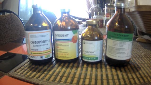 Витамины для телят! Ставим уколы!