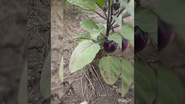 Баклажаны на даче смотреть онлайн