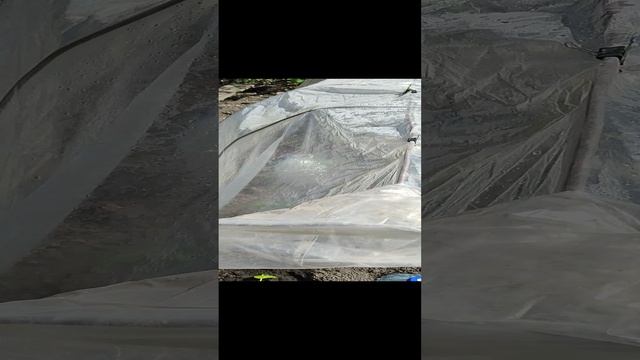 Такое укрытие спасло от заморозков -7°! смотреть онлайн