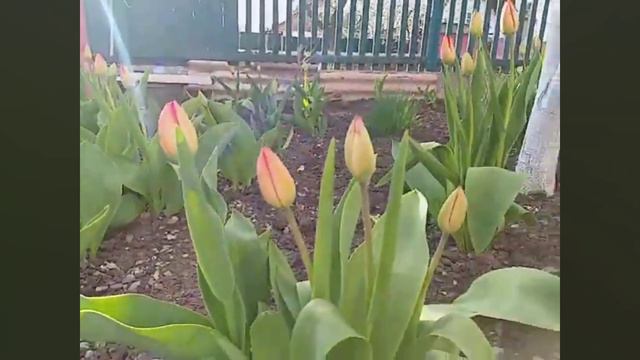 Тюльпаны у бабушки🌷 смотреть онлайн