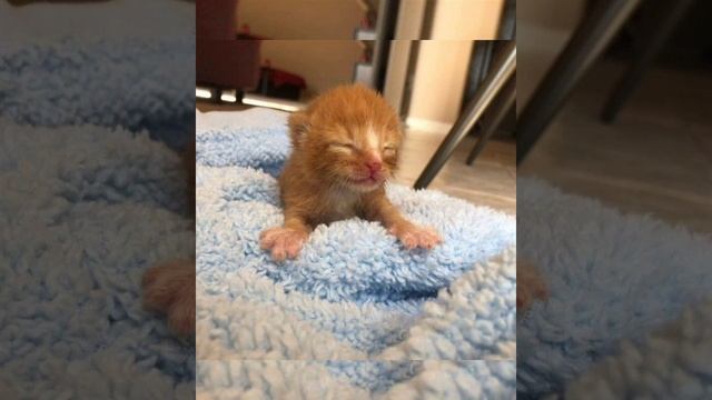 2 котенка выживали на улице как могли,посмотрите, что с ними случилось невероятно. смотреть онлайн