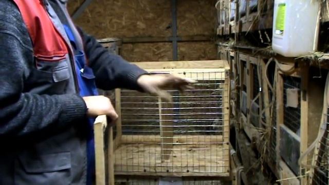 РЕАЛИЗАЦИЯ КРОЛИКОВ. КЛЕТКА ДЛЯ РЕАЛИЗАЦИИ смотреть онлайн