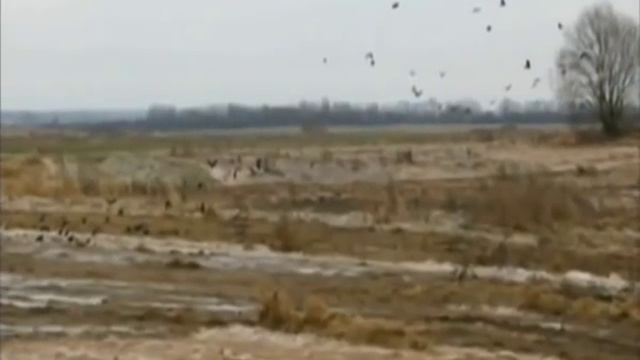 Проблемы Балтийского моря смотреть онлайн