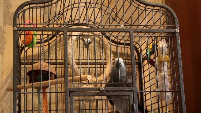 попугай жако Мартин - елочка,качкач,танцы,крылышки,кукарача смотреть онлайн