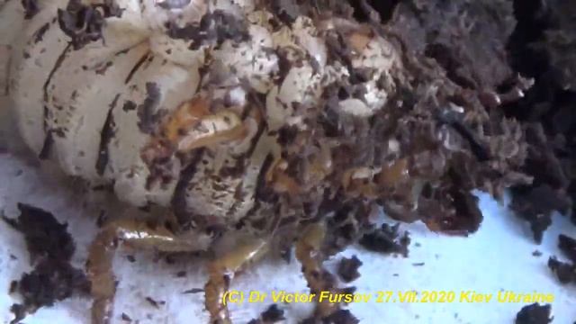 How To Feed & Breed Larva Of Rhyno Beetle, Oryctes Nasicornis (Scarabaeidae, Coleoptera)?