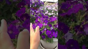 Петуния гибридная Шок Вейв Деним