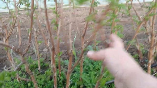 Формировка "чудо малины" - малиновое дерево " Таруса". Лучше зарубежных новинок. смотреть онлайн