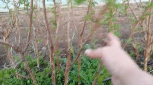 Формировка "чудо малины" - малиновое дерево " Таруса". Лучше зарубежных новинок.