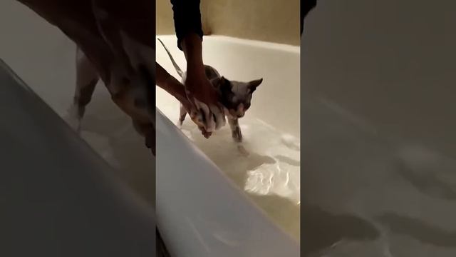 VID 20210218 223936 Купание моего кота. смотреть онлайн