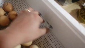 18е сутки инкубации, отключаем перевороты в инкубаторе.