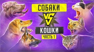 Бесконечная война собак и кошек (Часть 1)
