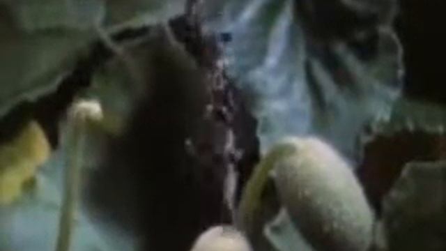 Бешеный огурец wmv смотреть онлайн