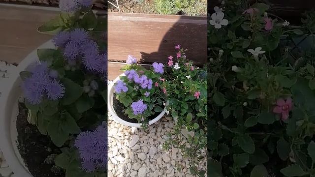 #greenhouse #ландшафтный_дизайн #теплица #огород #garden #дача #gardening #дом #сад смотреть онлайн