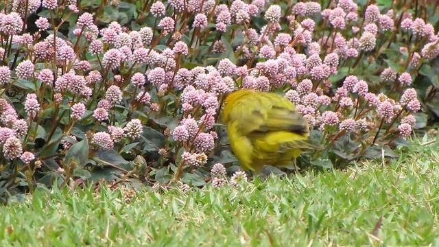 Saffron finch / Шафрановый сикалис / Sicalis flaveola смотреть онлайн