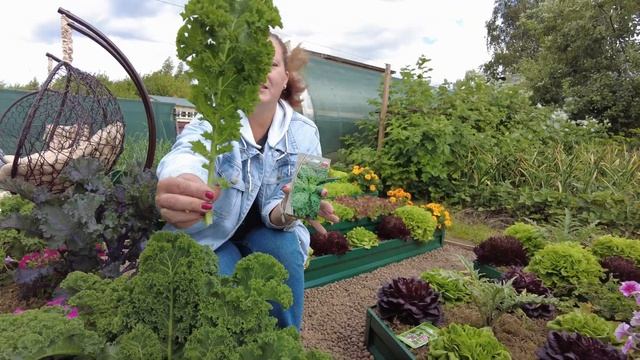 Листовая капуста - супер продукт на вашей грядке. Зачем покупать дорогую капусту кейл? Растите сами смотреть онлайн