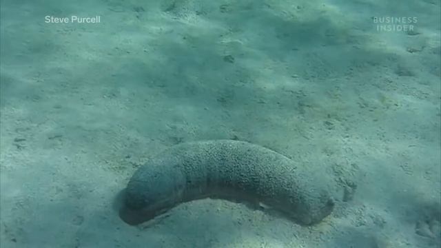 Морские огурцы (Трепанги) | Почему они такие дорогие? смотреть онлайн