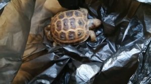 Моя черепаха случайно умерла